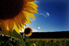 fotoworkshop sonnenblumen blumenfotografie erfurt thringen