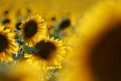 fotoworkshop sonnenblumen blumenfotografie erfurt thringen